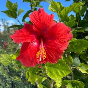 Meet your Posher, Liv